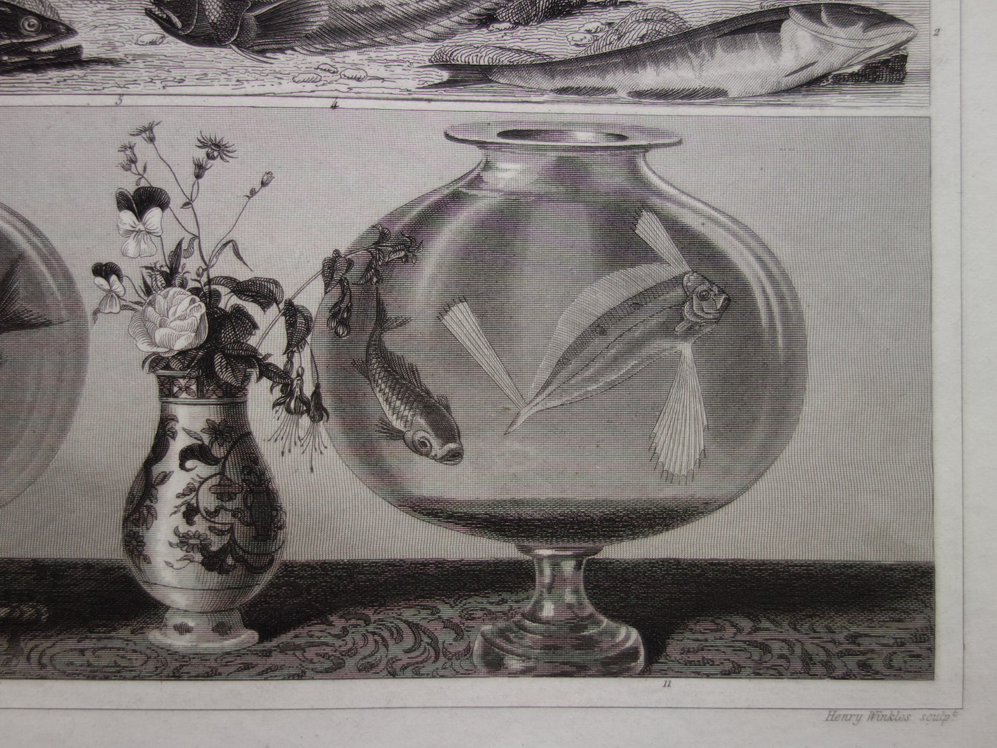 Fish vintage print from 1849 Goldfish Galleon Skate Whiting Cod Antique Illustration Original print