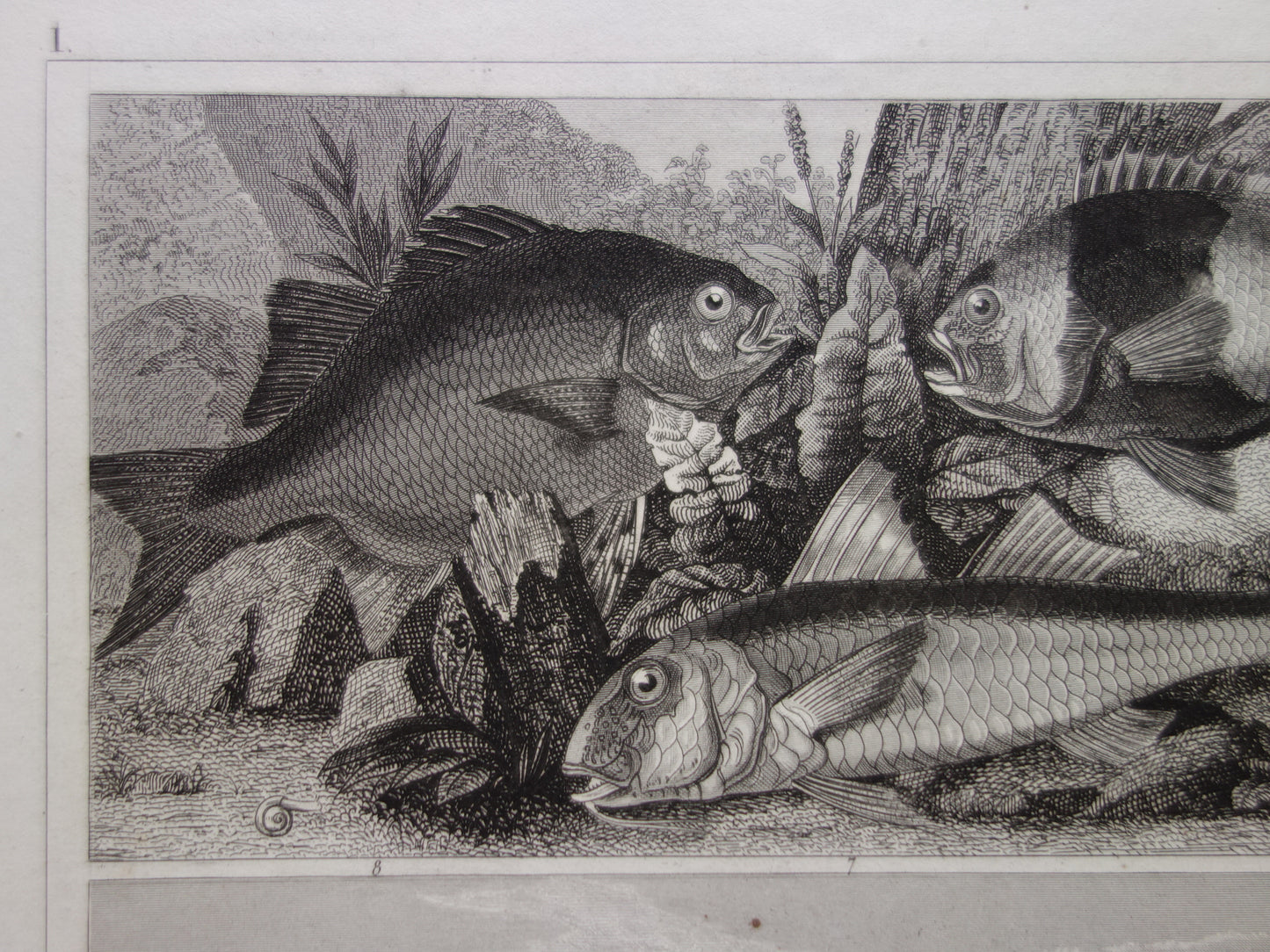 Fish vintage print from 1849 Goldfish Galleon Skate Whiting Cod Antique Illustration Original print