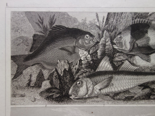 Vissen vintage print uit 1849 Goudvis Galjoen Vleet Wijting Kabeljouw Antieke Illustratie Originele prent