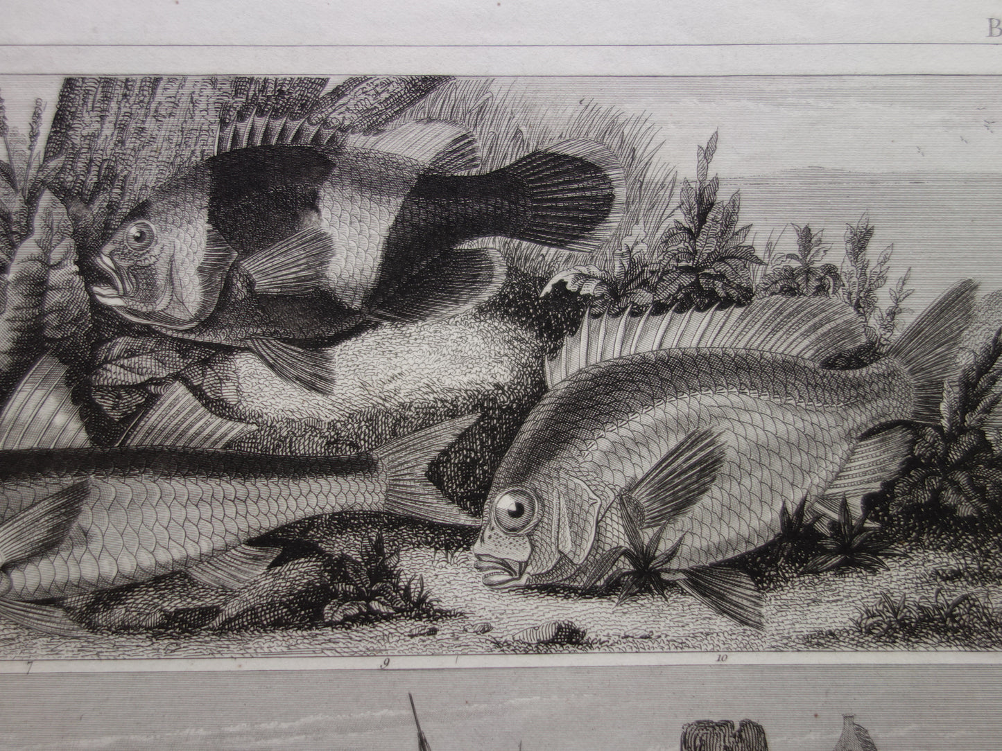 Fish vintage print from 1849 Goldfish Galleon Skate Whiting Cod Antique Illustration Original print