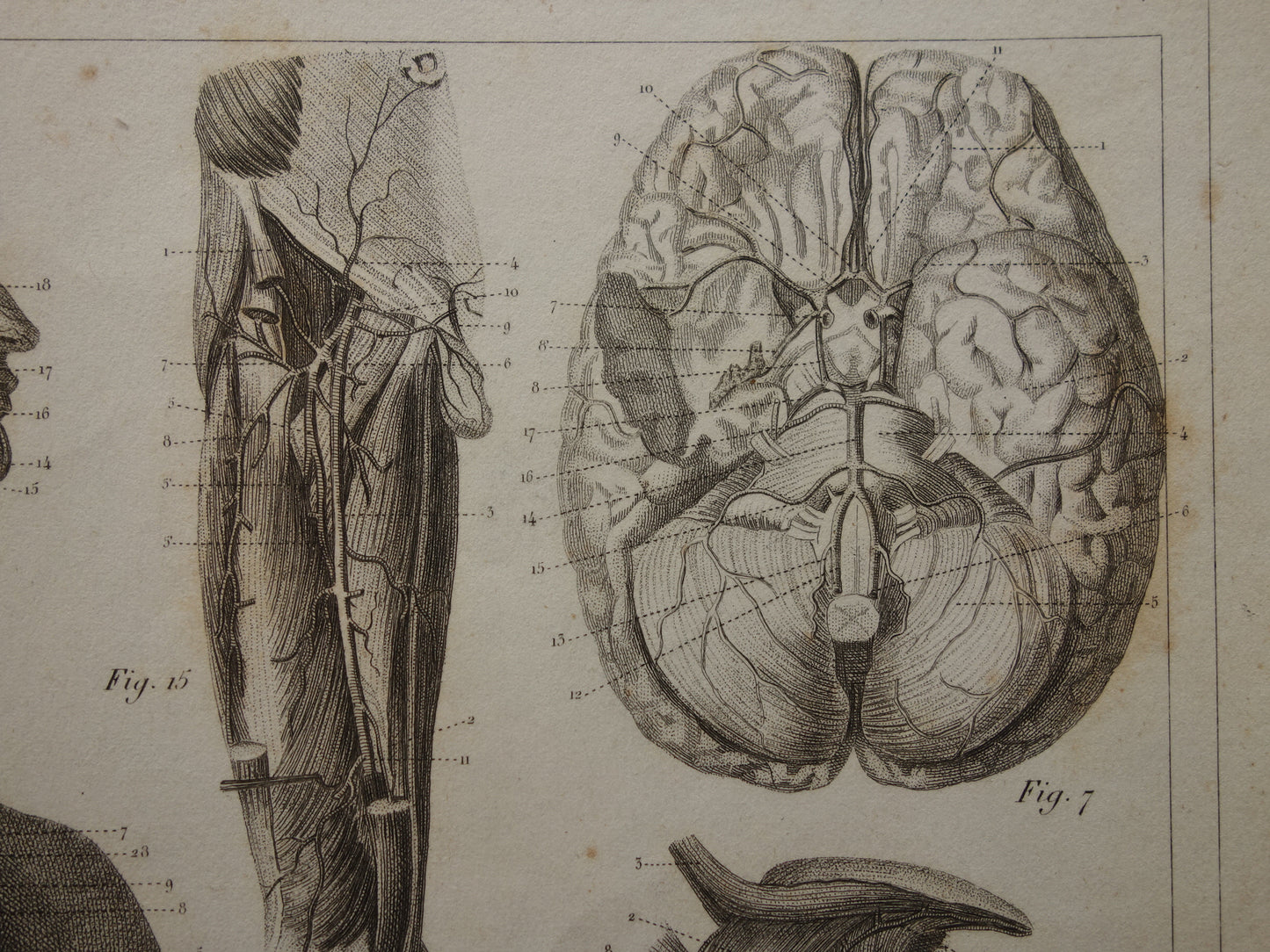 Oude Anatomie Prent Originele antieke anatomische illustratie vintage print van hersenen bloedvaten organen