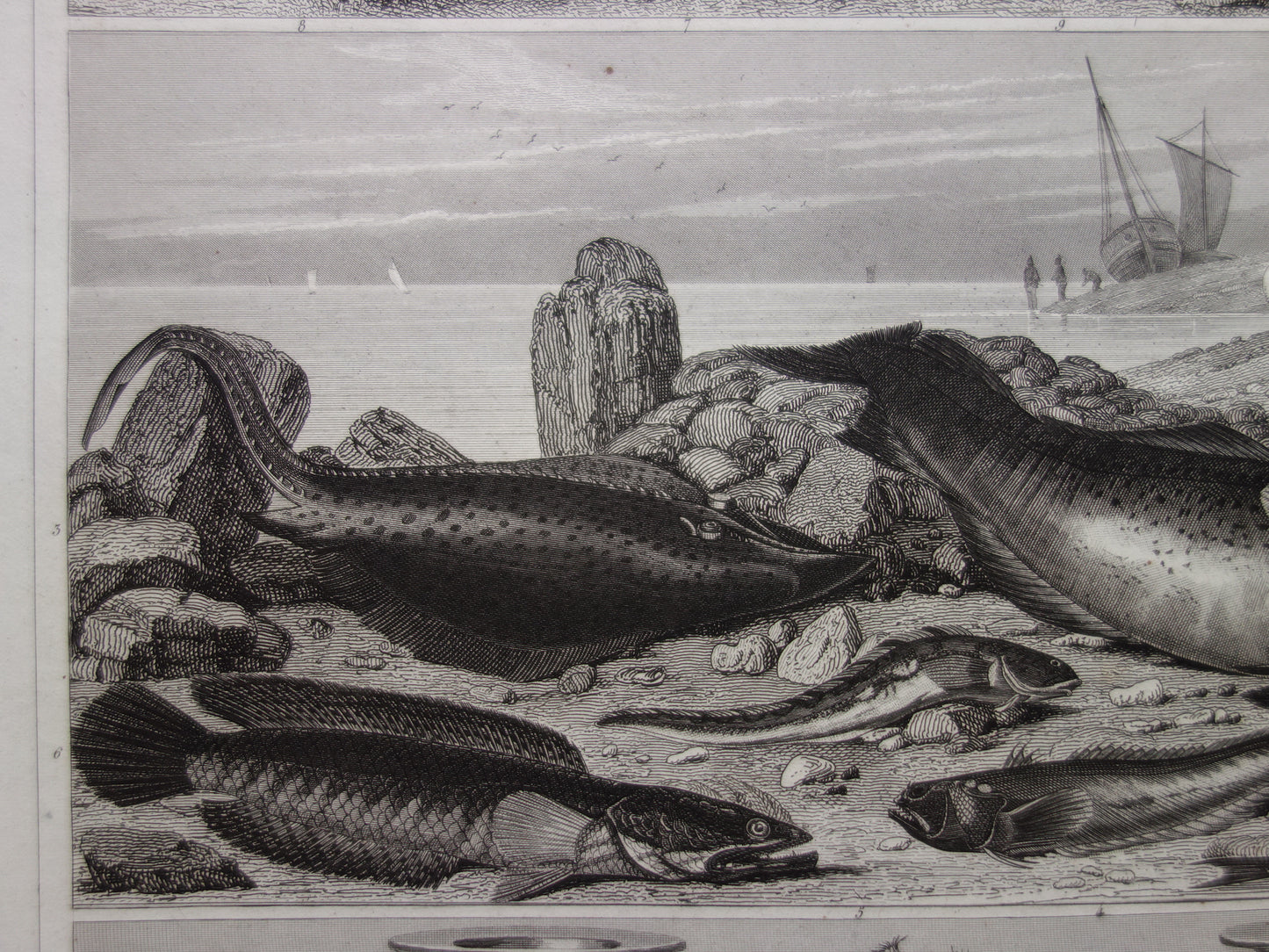 Fish vintage print from 1849 Goldfish Galleon Skate Whiting Cod Antique Illustration Original print