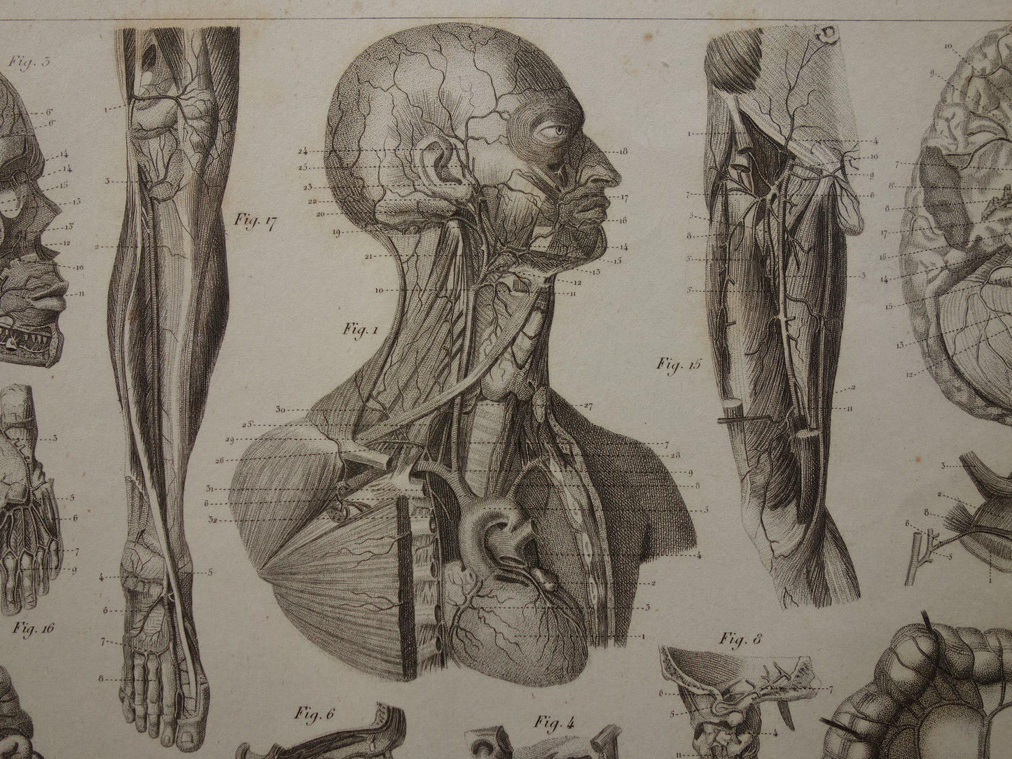 Oude Anatomie Prent Originele antieke anatomische illustratie vintage print van hersenen bloedvaten organen