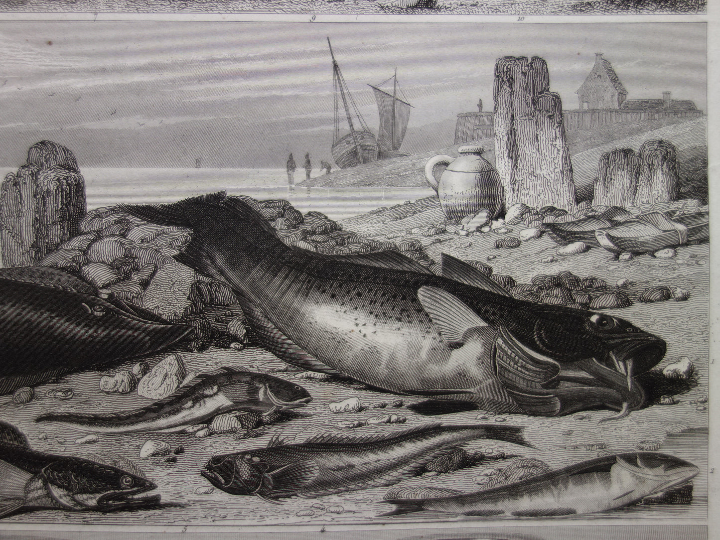 Fish vintage print from 1849 Goldfish Galleon Skate Whiting Cod Antique Illustration Original print