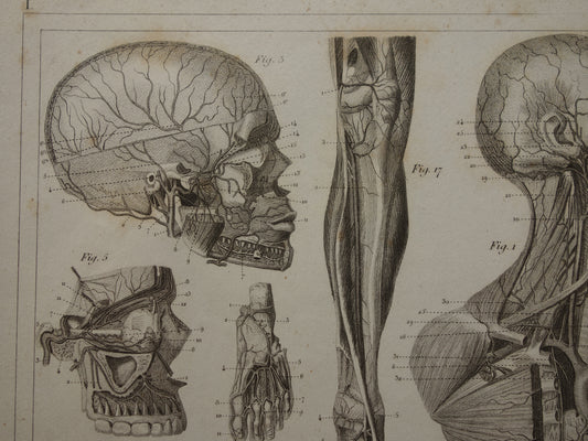 Oude Anatomie Prent Originele antieke anatomische illustratie vintage print van hersenen bloedvaten organen