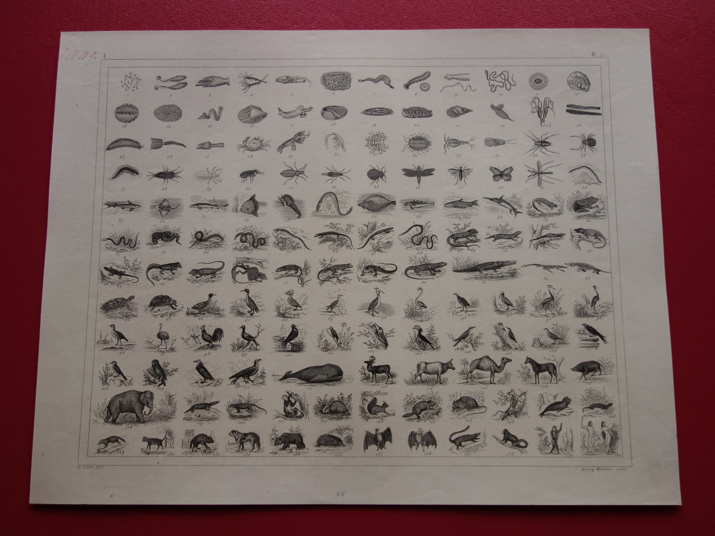 175+ jaar oude prent over classificatie van dieren volgens Georges Cuvier Originele biologie antieke dieren illustratie vintage prints