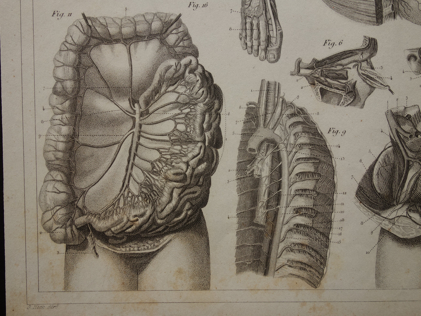 Oude Anatomie Prent Originele antieke anatomische illustratie vintage print van hersenen bloedvaten organen