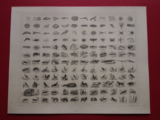 175+ jaar oude prent over classificatie van dieren volgens Georges Cuvier Originele biologie antieke dieren illustratie vintage prints