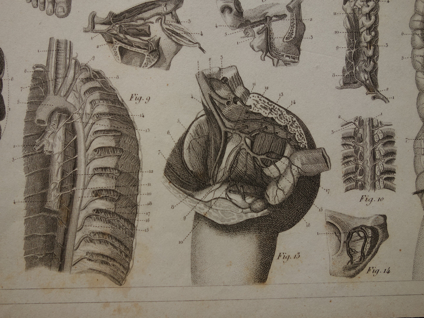 Oude Anatomie Prent Originele antieke anatomische illustratie vintage print van hersenen bloedvaten organen