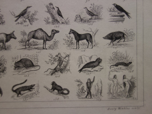 175+ jaar oude prent over classificatie van dieren volgens Georges Cuvier Originele biologie antieke dieren illustratie vintage prints