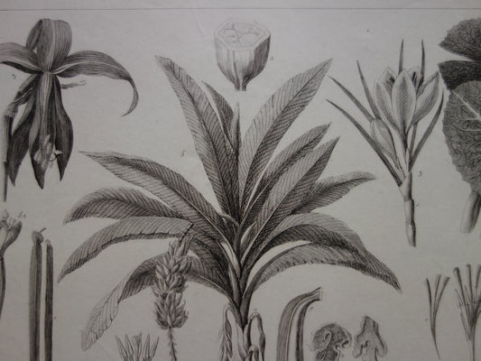 bananenboom vintage print kopen bananenplant