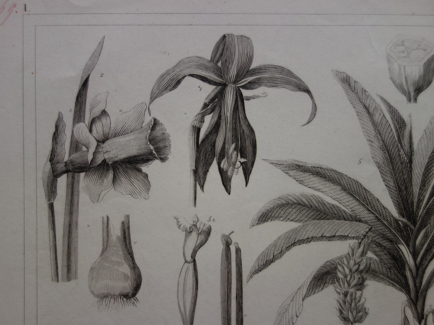 Oude botanische prent van Narcis Bananenboom Lotusbloem originele antieke illustratie Vanille Iris vintage print