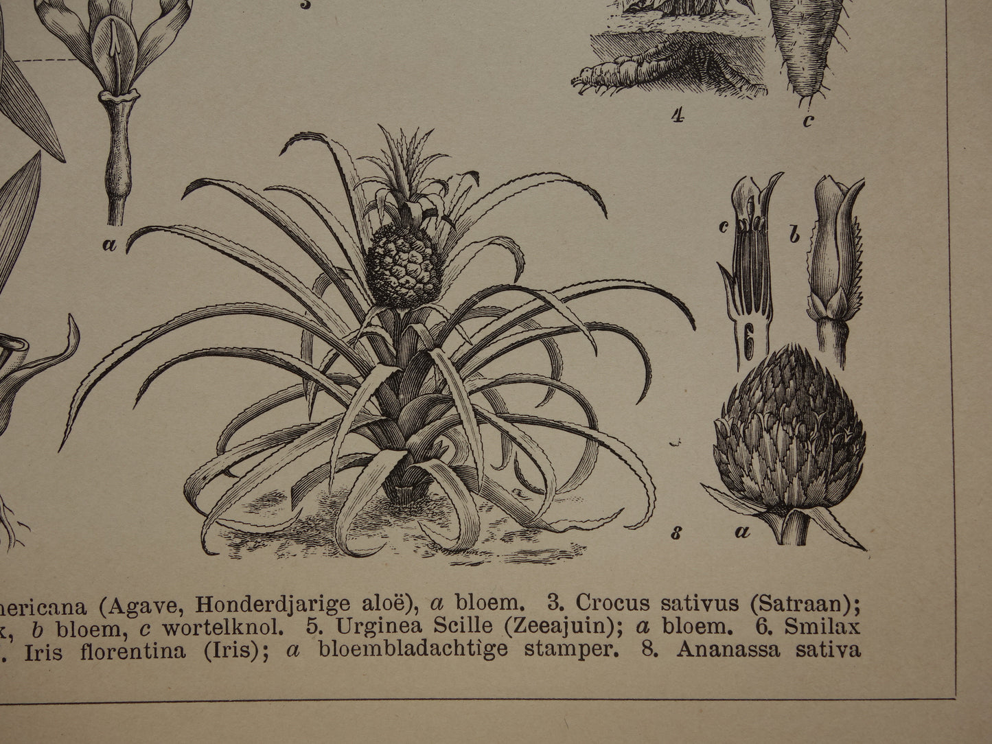 Antieke botanische illustratie Agave Ananas Iris Aloë Yam - Originele 115+ jaar oude Nederlandse botanie print - vintage zwart-wit prent