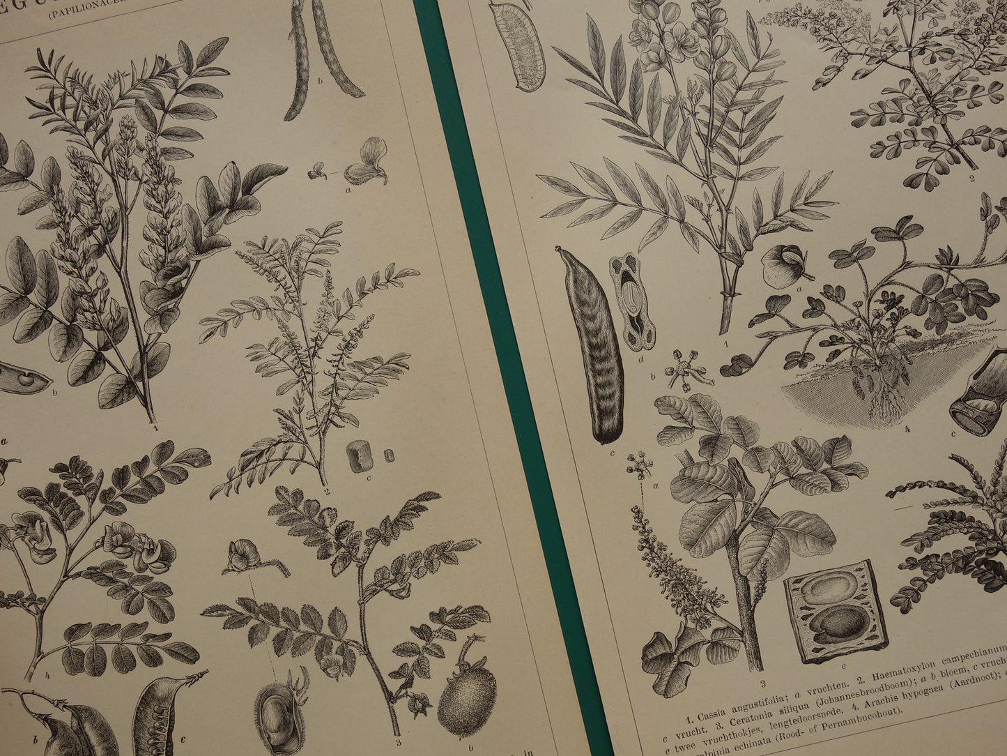 LEGUMINOSEN Drei alte botanische Drucke über Hülsenfrüchte aus dem Jahr 1909 – originale antike Illustration Hülsenfrucht – 3 Vintage-Botanikdrucke