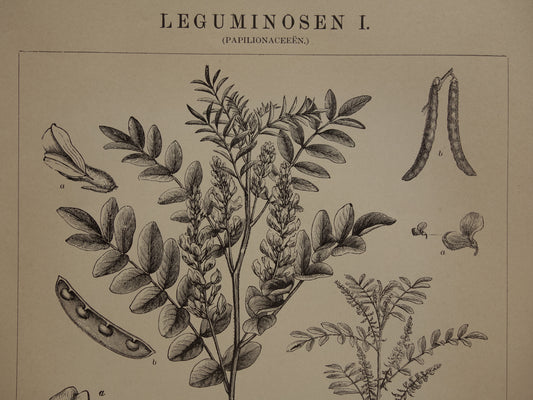 LEGUMINOSEN Drie oude botanische prenten over Peulvruchten uit het jaar 1909 - originele antieke illustratie Peulvrucht - 3 vintage botanie prints