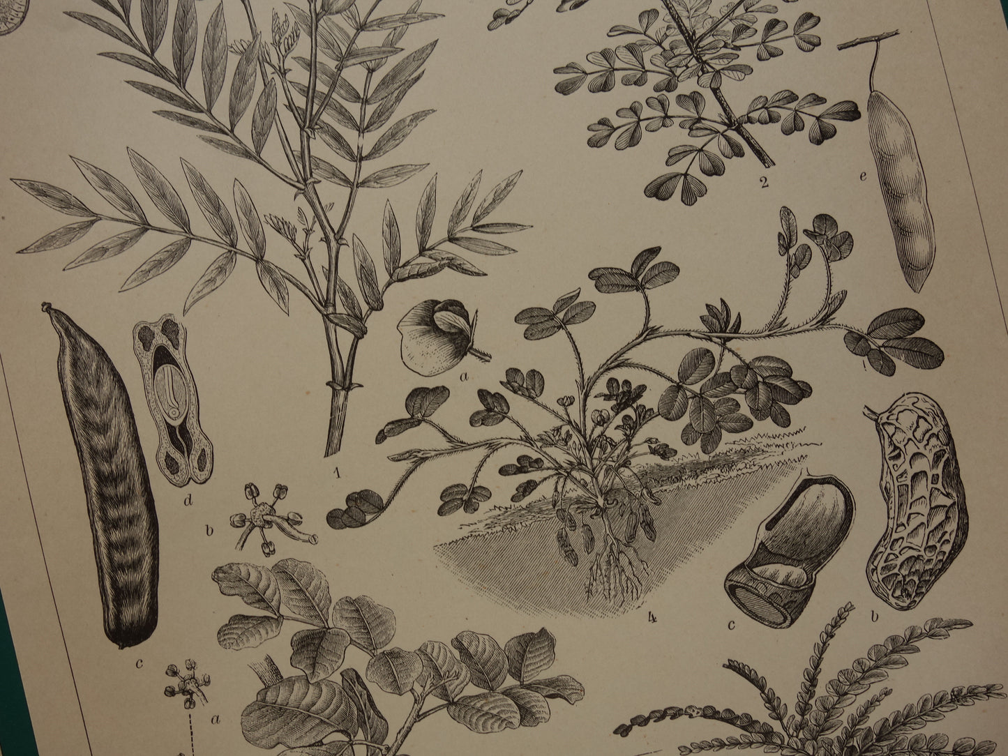 LEGUMINOSEN Drei alte botanische Drucke über Hülsenfrüchte aus dem Jahr 1909 – originale antike Illustration Hülsenfrucht – 3 Vintage-Botanikdrucke