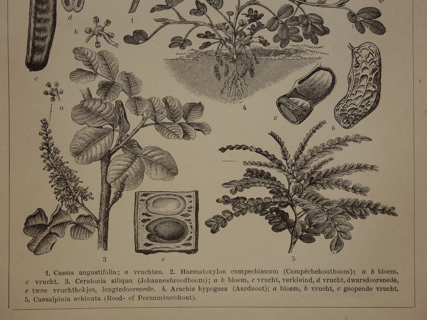 LEGUMINOSEN Drei alte botanische Drucke über Hülsenfrüchte aus dem Jahr 1909 – originale antike Illustration Hülsenfrucht – 3 Vintage-Botanikdrucke