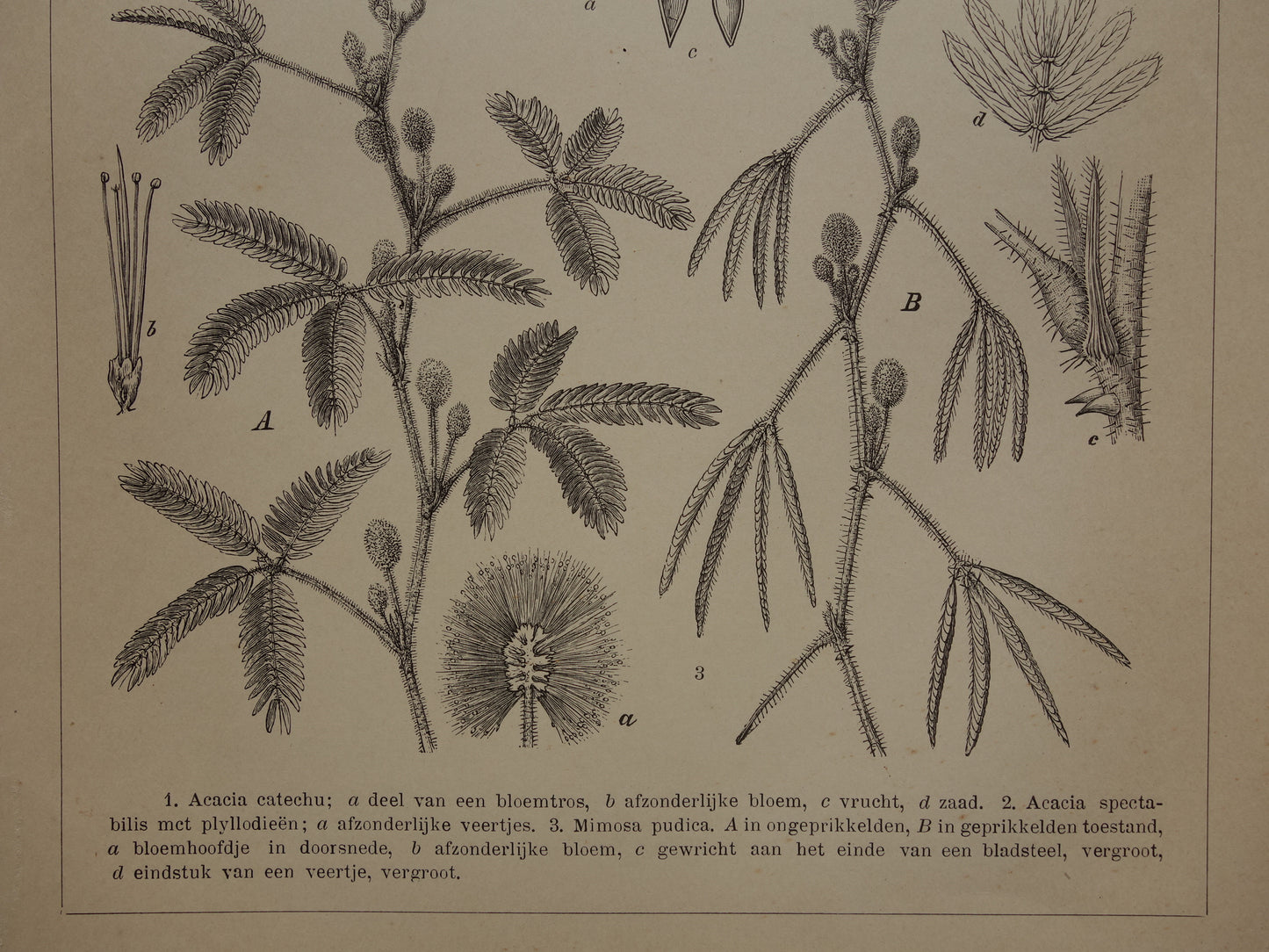 LEGUMINOSEN Drei alte botanische Drucke über Hülsenfrüchte aus dem Jahr 1909 – originale antike Illustration Hülsenfrucht – 3 Vintage-Botanikdrucke