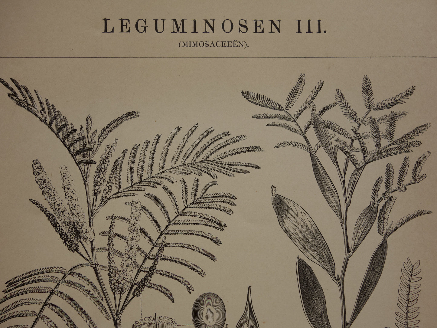 LEGUMINOSEN Drei alte botanische Drucke über Hülsenfrüchte aus dem Jahr 1909 – originale antike Illustration Hülsenfrucht – 3 Vintage-Botanikdrucke