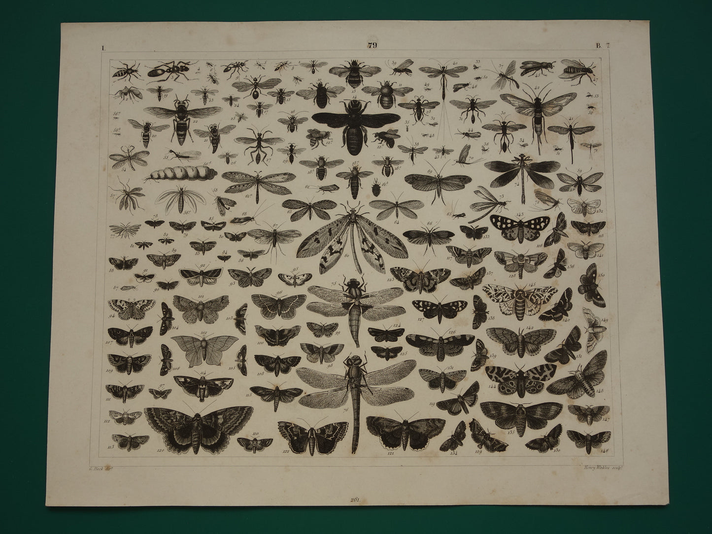 VLINDERS Oude prent Vlinder Mot en andere insecten - Originele antieke illustratie uit 1849 - Vintage Vlinder prints