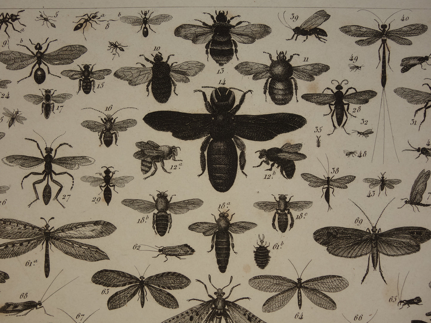VLINDERS Oude prent Vlinder Mot en andere insecten - Originele antieke illustratie uit 1849 - Vintage Vlinder prints