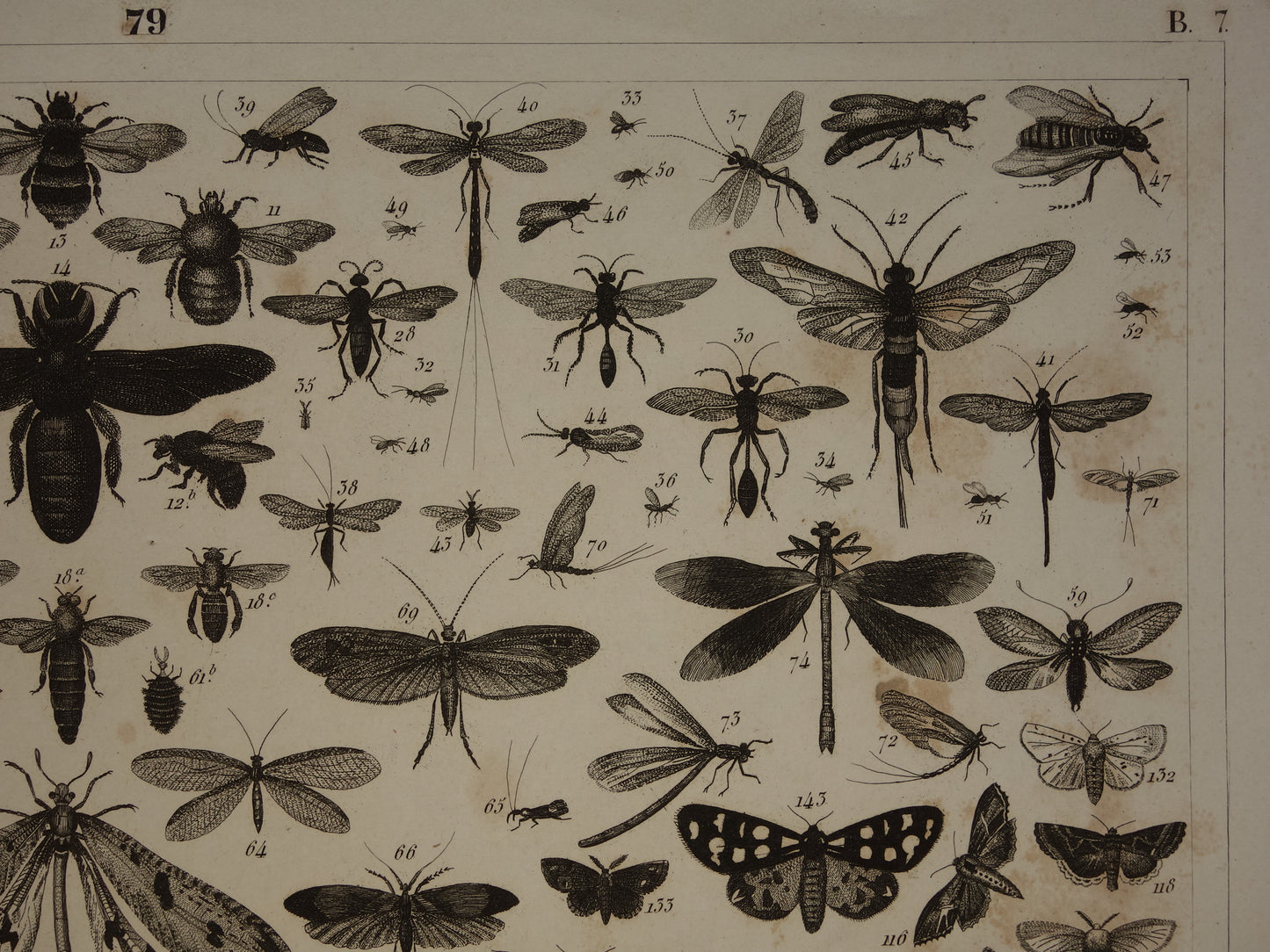 VLINDERS Oude prent Vlinder Mot en andere insecten - Originele antieke illustratie uit 1849 - Vintage Vlinder prints