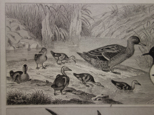 WATERVOGELS Set van 2 antieke Prenten Eend Zwaan Gans Originele 175+ jaar oude vogel illustratie Fuut Pelikaan vintage print