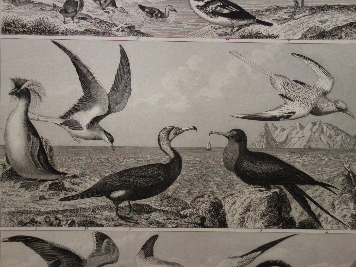 WATER BIRDS Set of 2 antique Prints Duck Swan Goose Original 170+ year old bird illustration Grebe Pelican vintage print