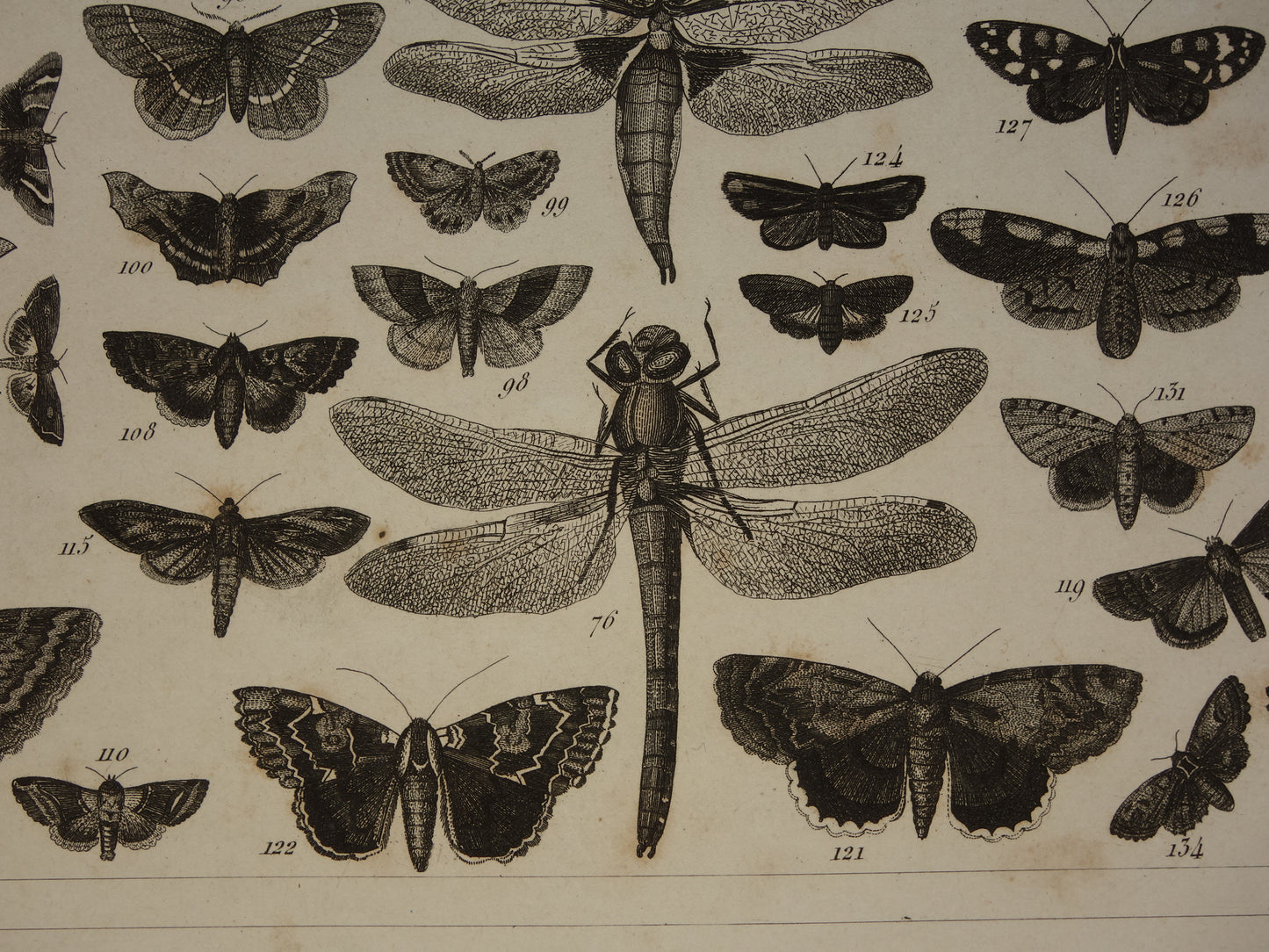 VLINDERS Oude prent Vlinder Mot en andere insecten - Originele antieke illustratie uit 1849 - Vintage Vlinder prints