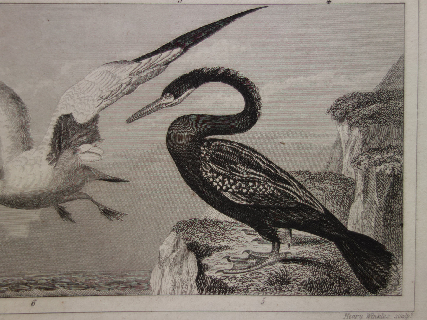 WATER BIRDS Set of 2 antique Prints Duck Swan Goose Original 170+ year old bird illustration Grebe Pelican vintage print