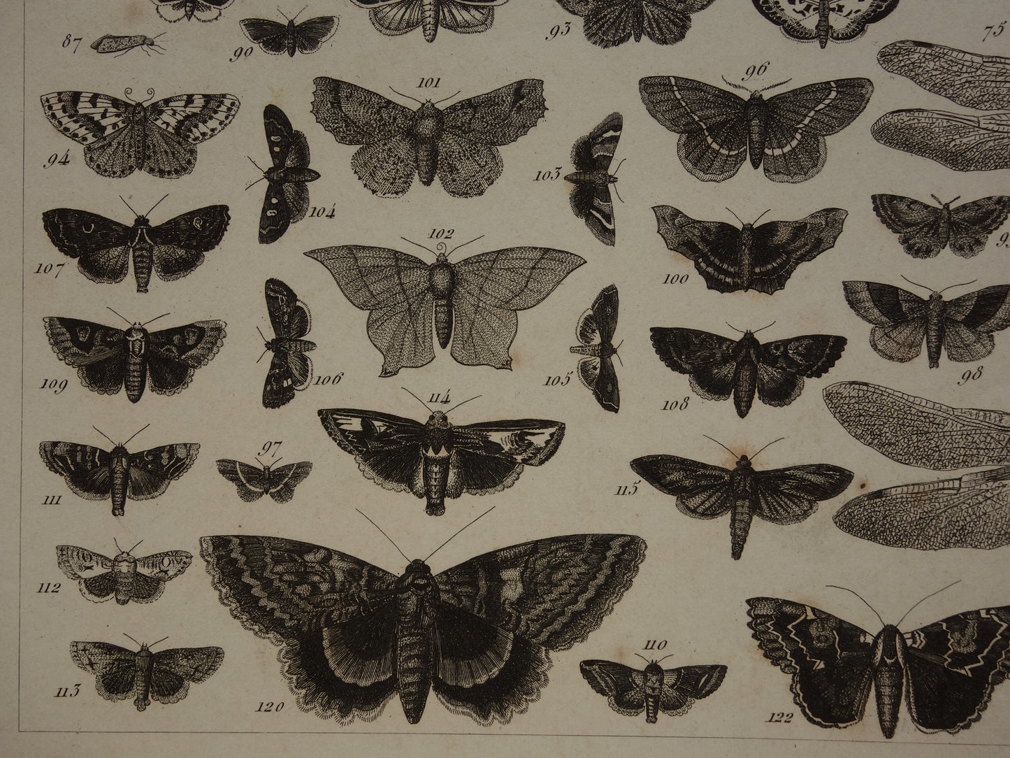VLINDERS Oude prent Vlinder Mot en andere insecten - Originele antieke illustratie uit 1849 - Vintage Vlinder prints