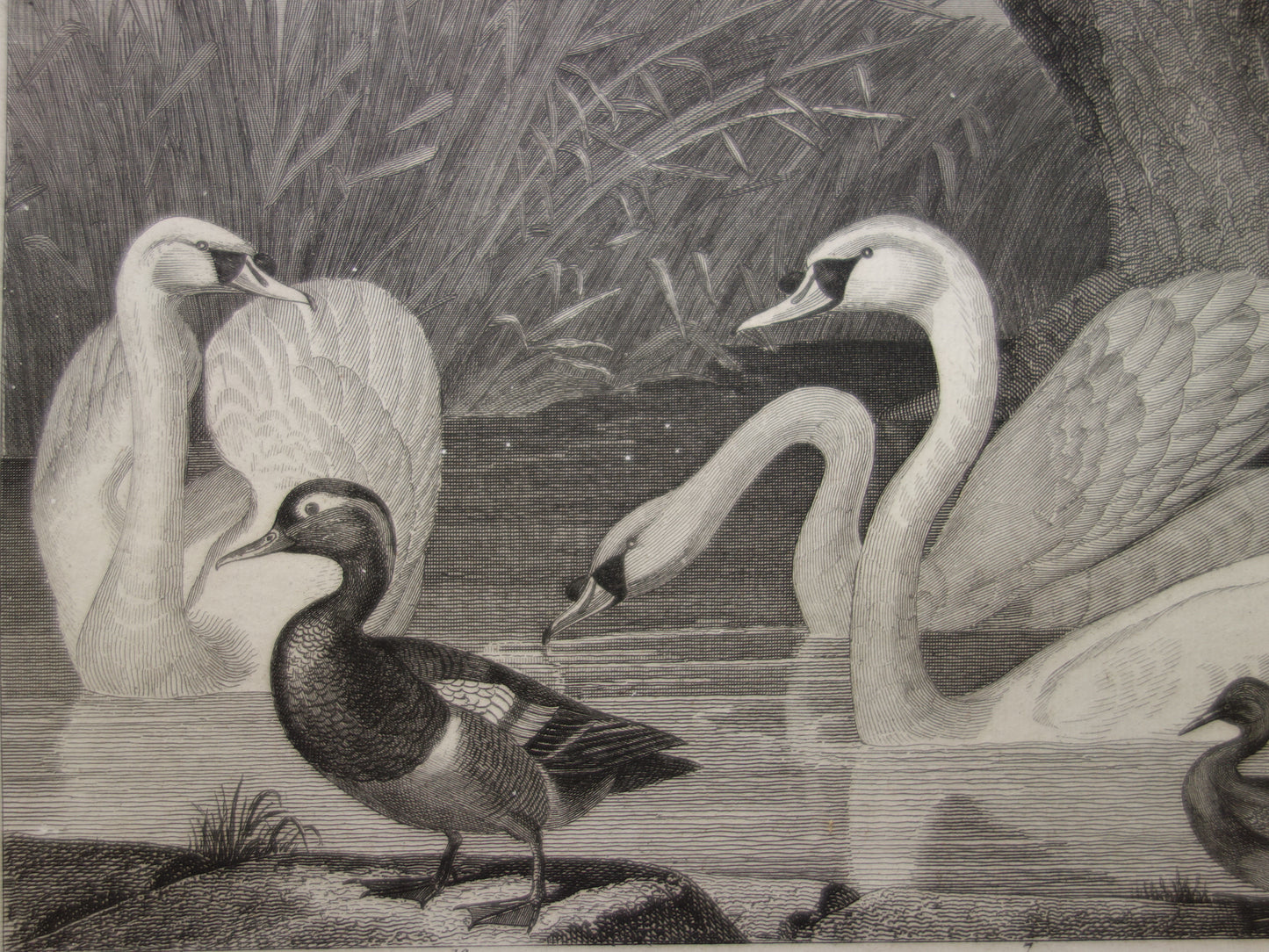 WATER BIRDS Set of 2 antique Prints Duck Swan Goose Original 170+ year old bird illustration Grebe Pelican vintage print