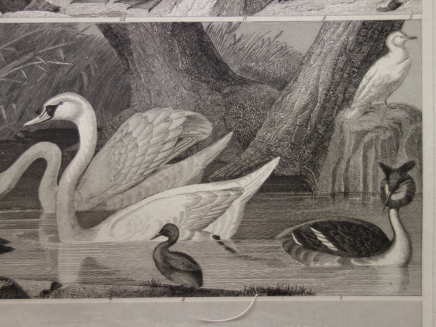 WATER BIRDS Set of 2 antique Prints Duck Swan Goose Original 170+ year old bird illustration Grebe Pelican vintage print