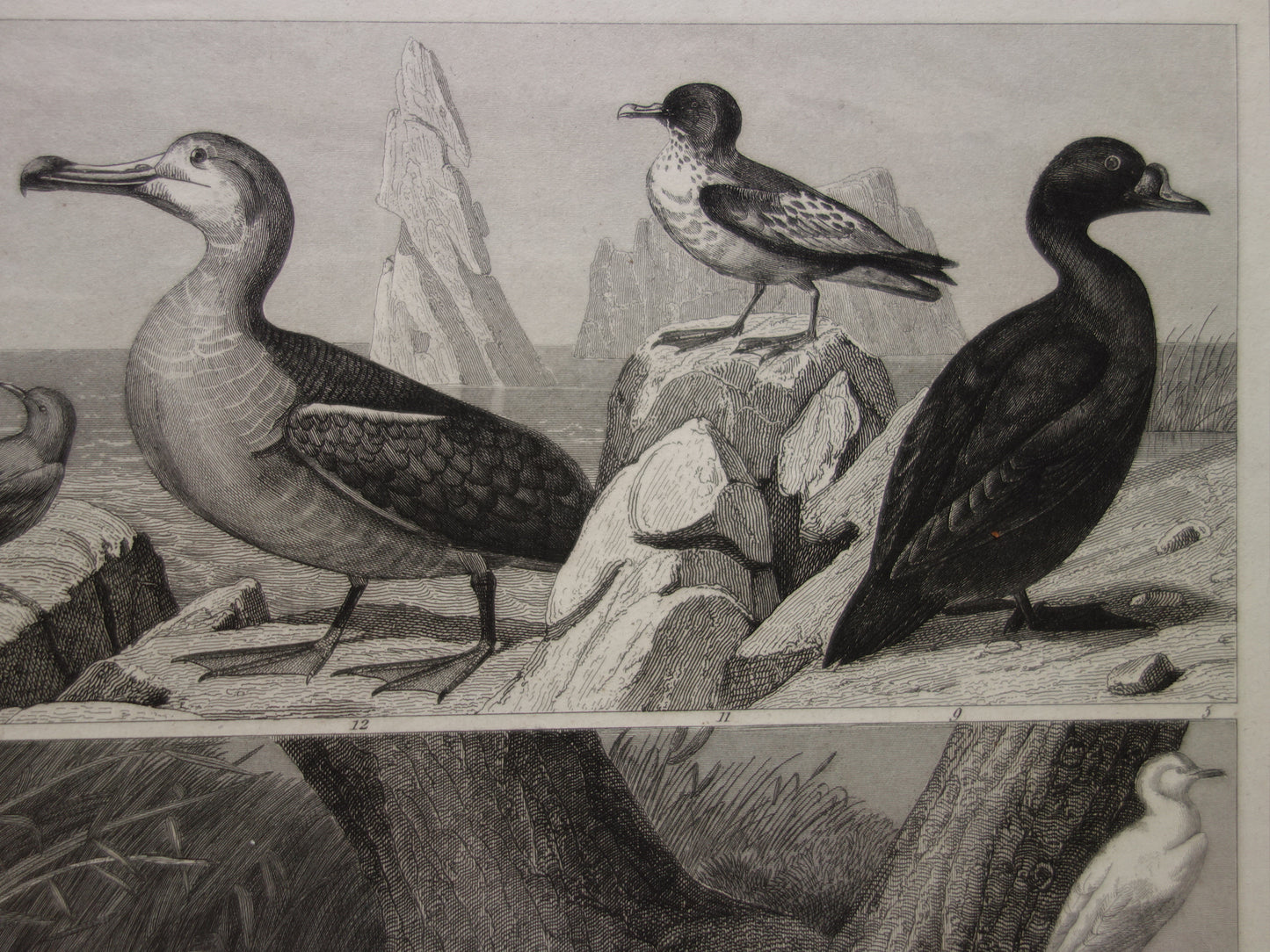 WATER BIRDS Set of 2 antique Prints Duck Swan Goose Original 170+ year old bird illustration Grebe Pelican vintage print
