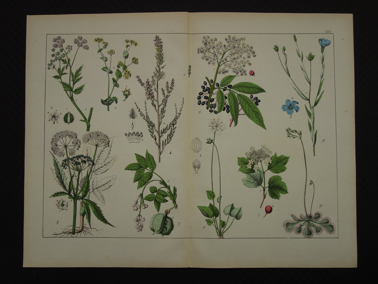 Oude Botanische Prent uit 1874 Antieke Bloemen Illustratie - Originele Vintage Botanie Print