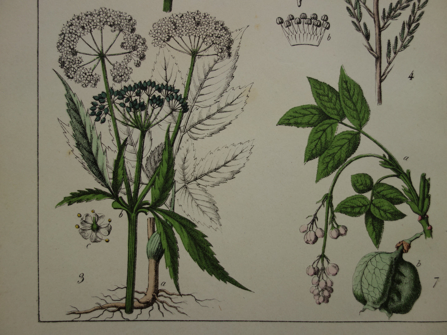 Oude Botanische Prent uit 1874 Antieke Bloemen Illustratie - Originele Vintage Botanie Print