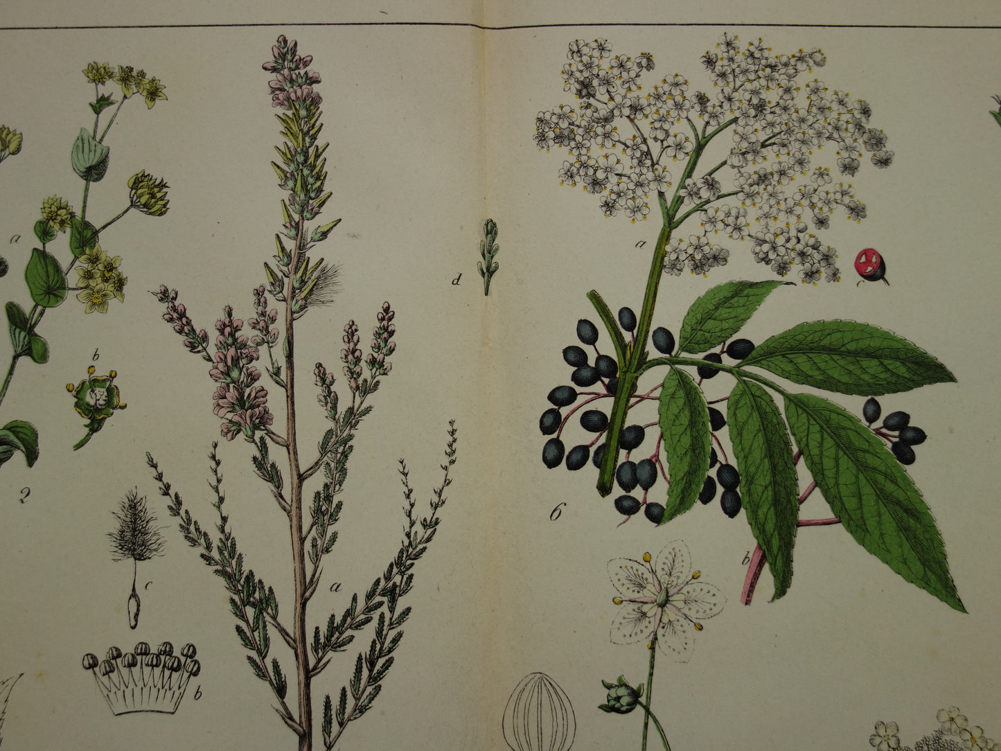 Oude Botanische Prent uit 1874 Antieke Bloemen Illustratie - Originele Vintage Botanie Print