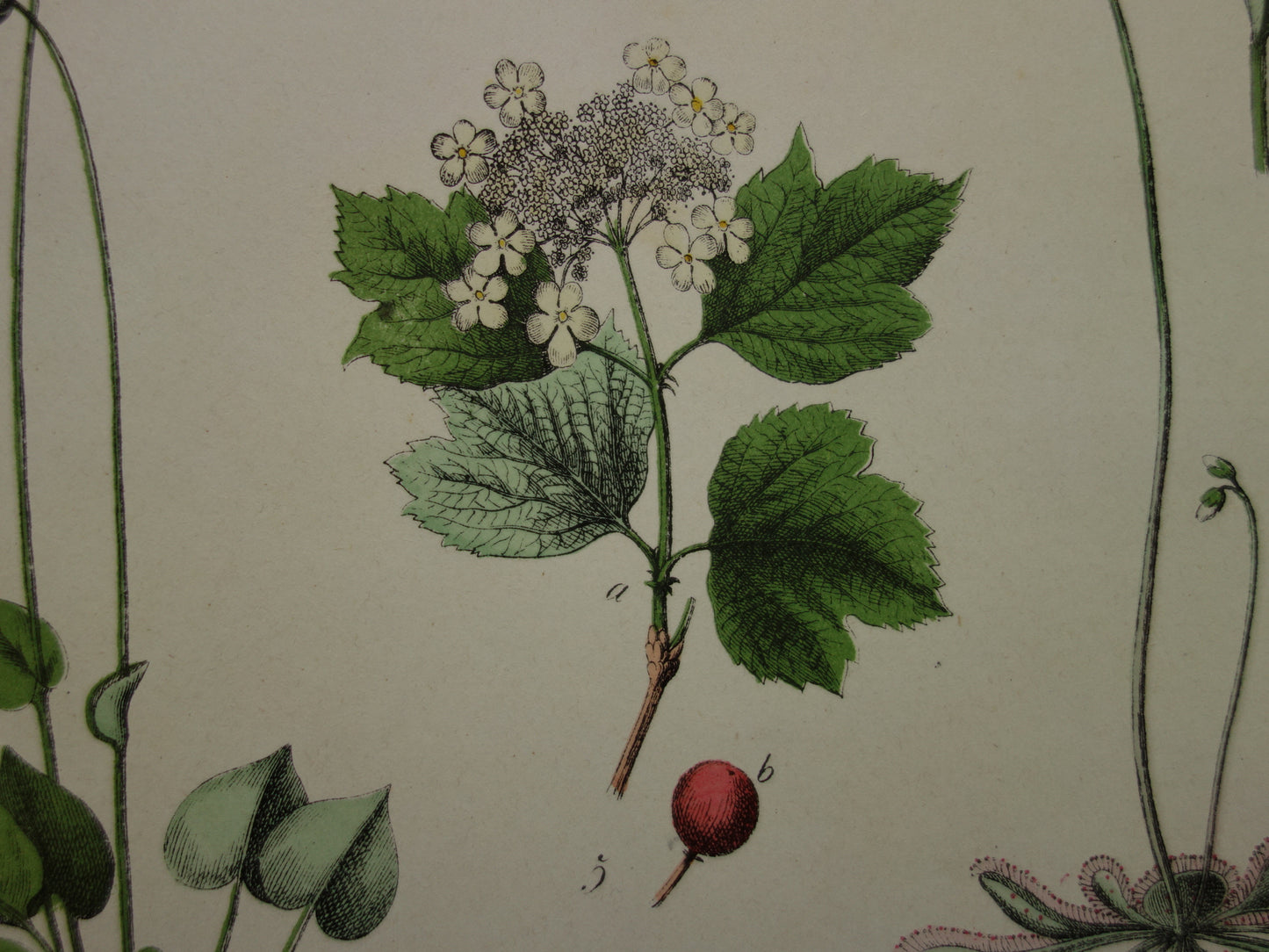 Oude Botanische Prent uit 1874 Antieke Bloemen Illustratie - Originele Vintage Botanie Print