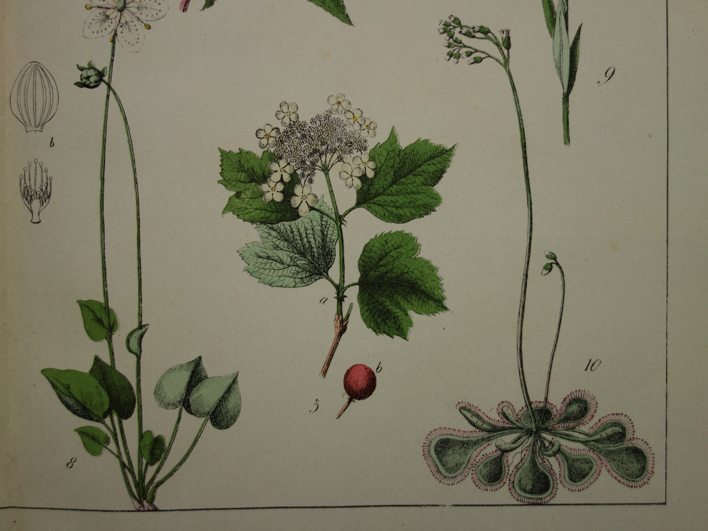 Oude Botanische Prent uit 1874 Antieke Bloemen Illustratie - Originele Vintage Botanie Print
