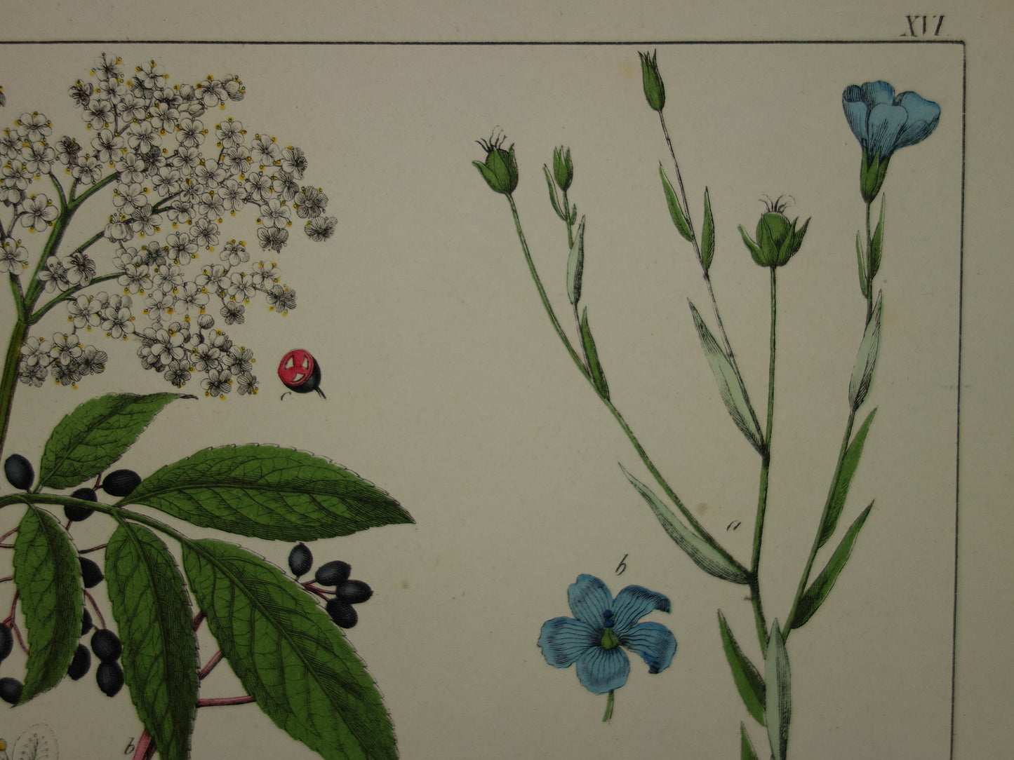 Oude Botanische Prent uit 1874 Antieke Bloemen Illustratie - Originele Vintage Botanie Print