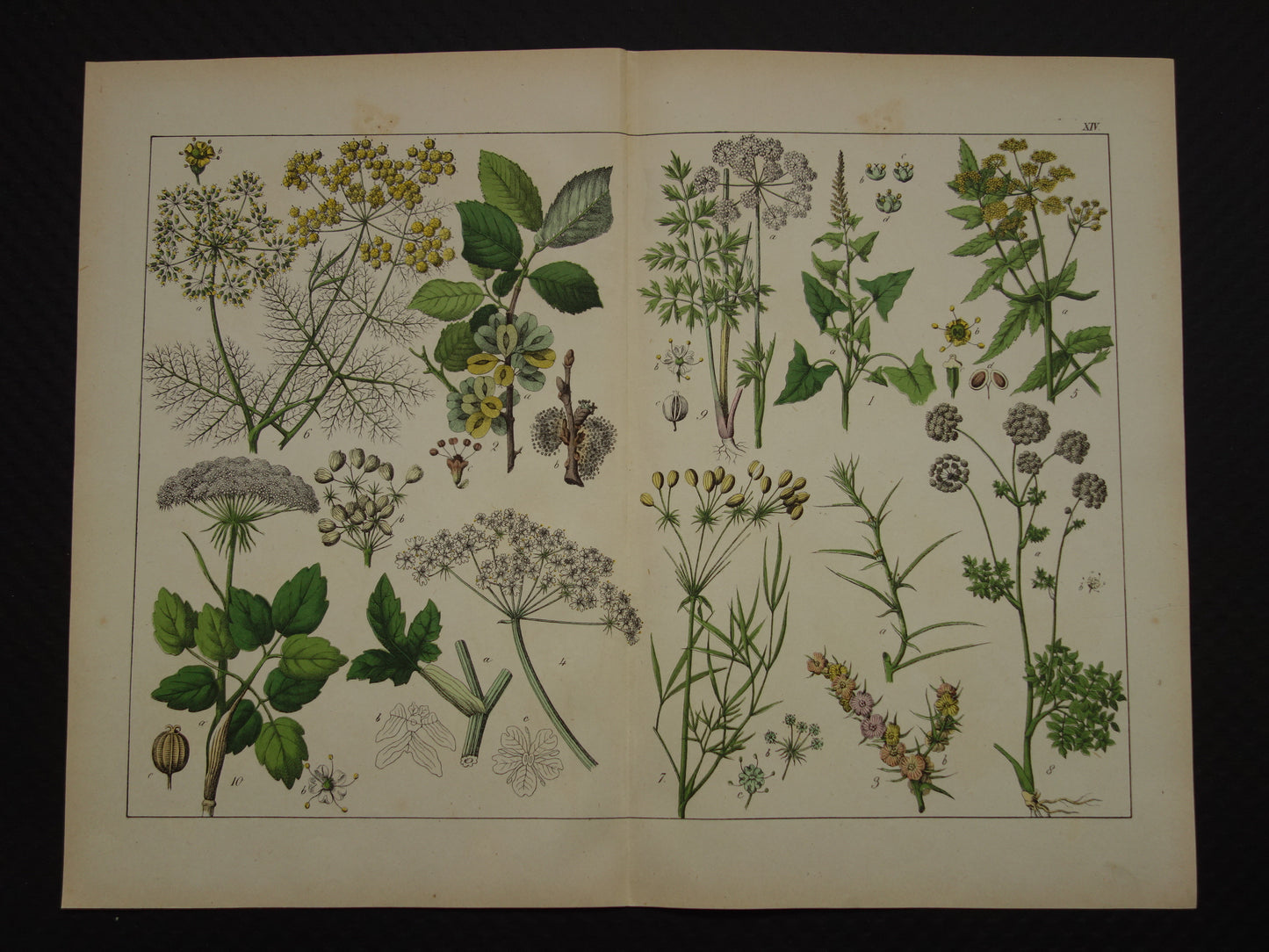 150+ Jaar Oude Botanische Prent Venkel Pastinaak Antieke Illustratie - Originele Vintage Bloemen Print