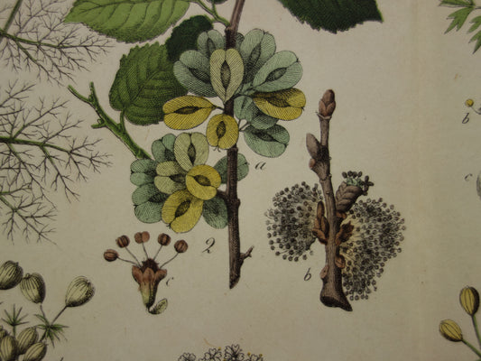 Über 150 Jahre alter botanischer Druck, Fenchel, Pastinake, antike Illustration – Original Vintage-Blumendruck