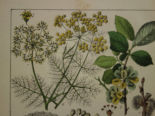 150+ Jaar Oude Botanische Prent Venkel Pastinaak Antieke Illustratie - Originele Vintage Bloemen Print