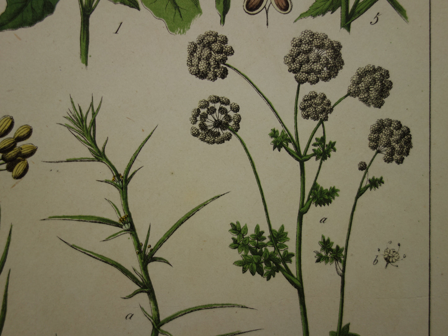 150+ Jaar Oude Botanische Prent Venkel Pastinaak Antieke Illustratie - Originele Vintage Bloemen Print