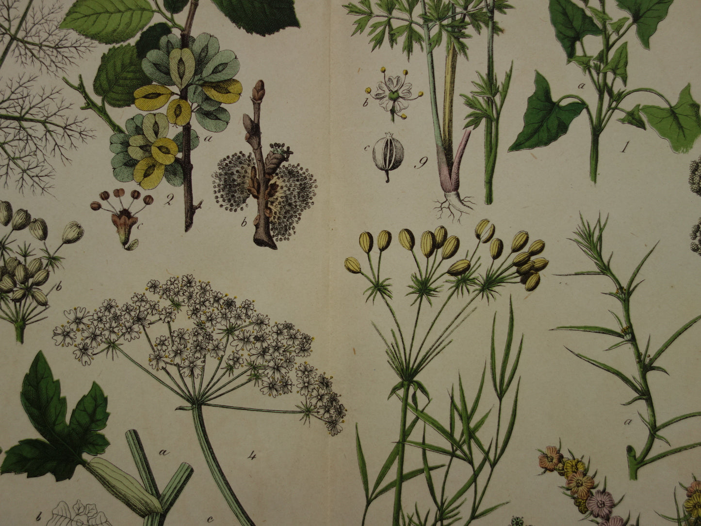 150+ Jaar Oude Botanische Prent Venkel Pastinaak Antieke Illustratie - Originele Vintage Bloemen Print