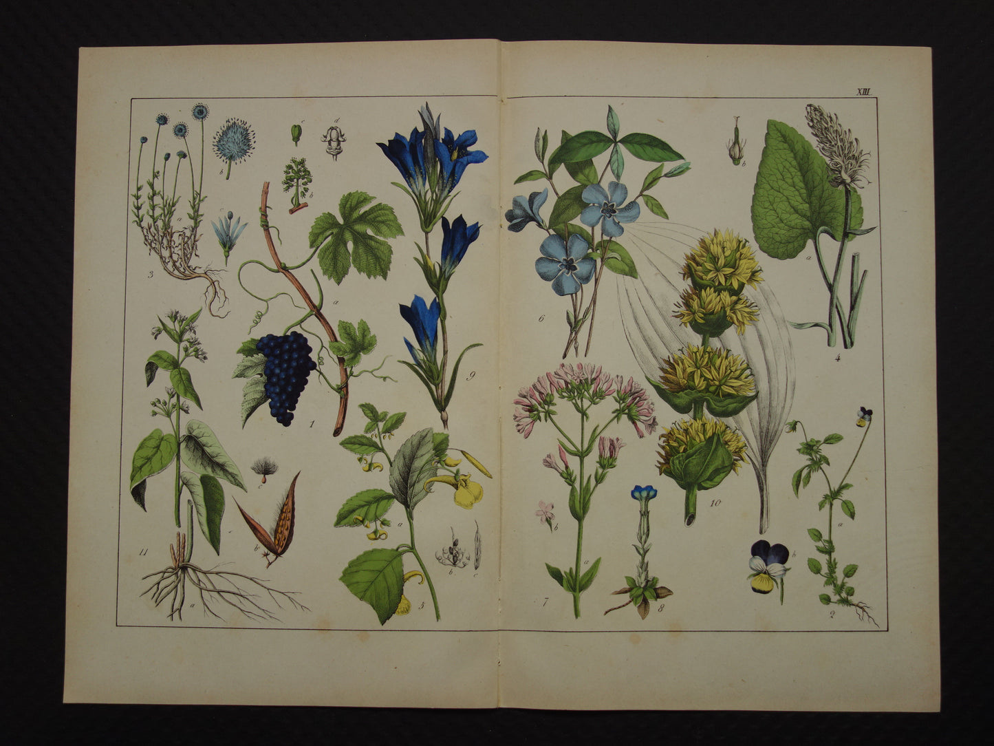 Oude Botanische Prent uit 1874 Gentiaan Mirte Druif Antieke Illustratie - Originele Vintage Bloemen Print