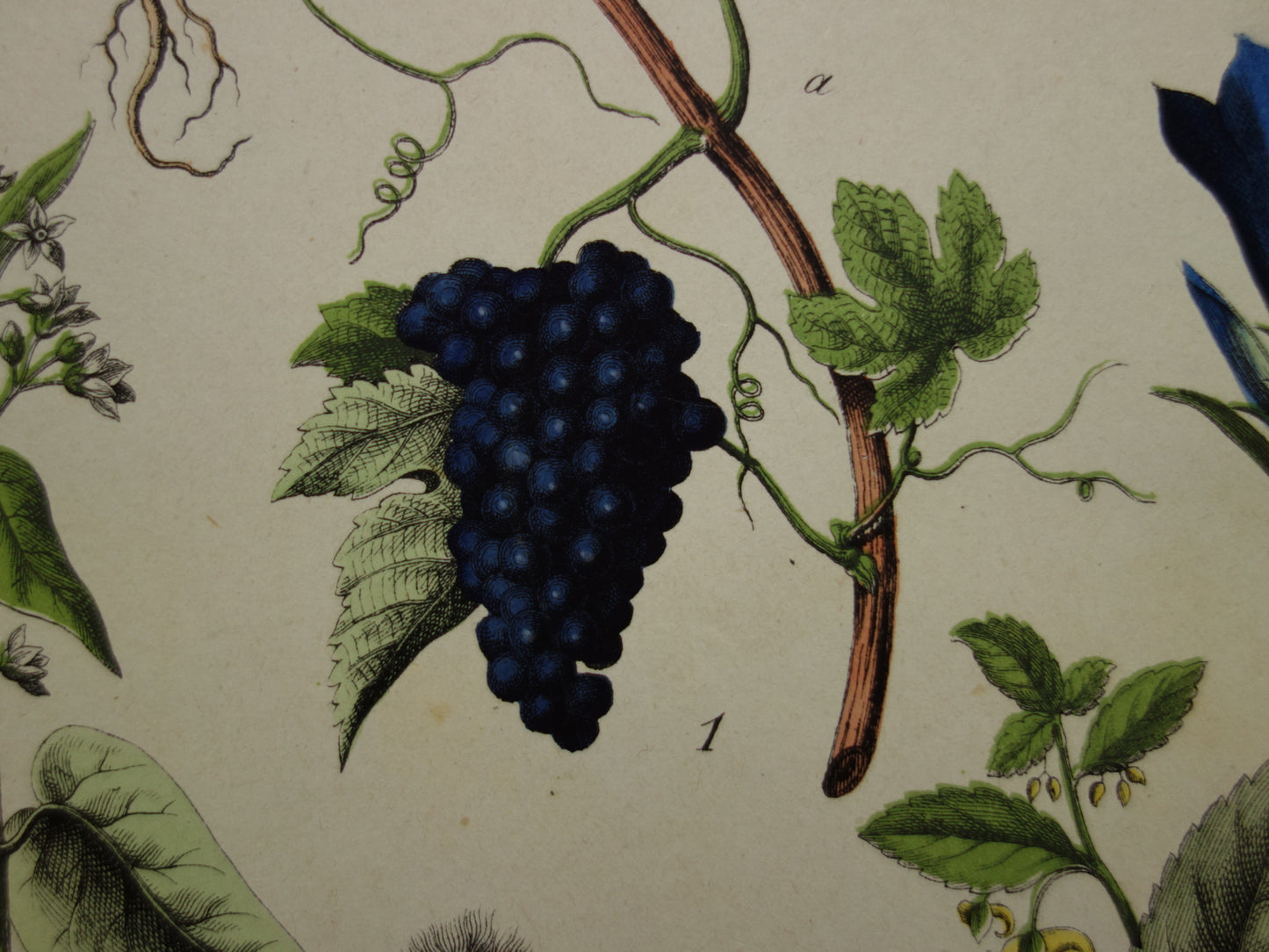 Oude Botanische Prent uit 1874 Gentiaan Mirte Druif Antieke Illustratie - Originele Vintage Bloemen Print