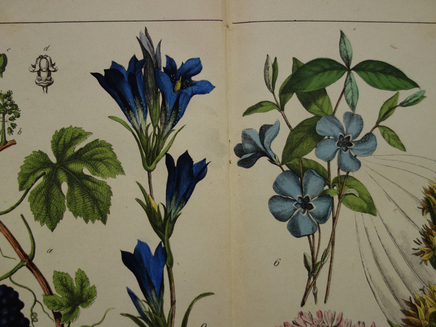 Oude Botanische Prent uit 1874 Gentiaan Mirte Druif Antieke Illustratie - Originele Vintage Bloemen Print