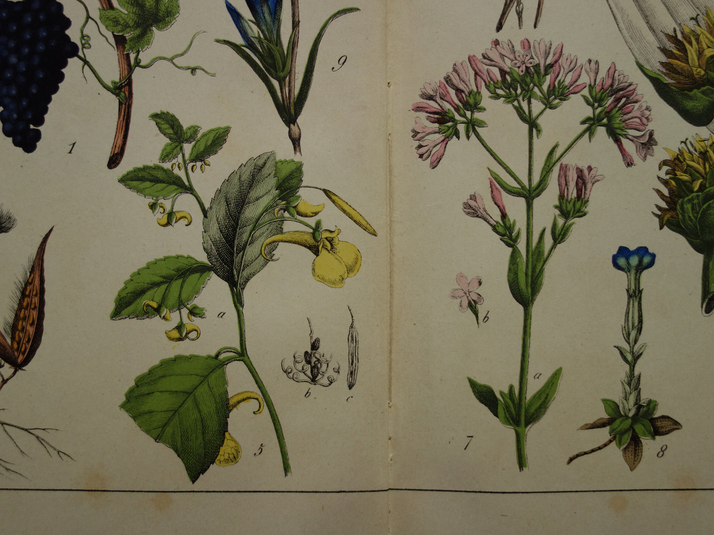 Oude Botanische Prent uit 1874 Gentiaan Mirte Druif Antieke Illustratie - Originele Vintage Bloemen Print