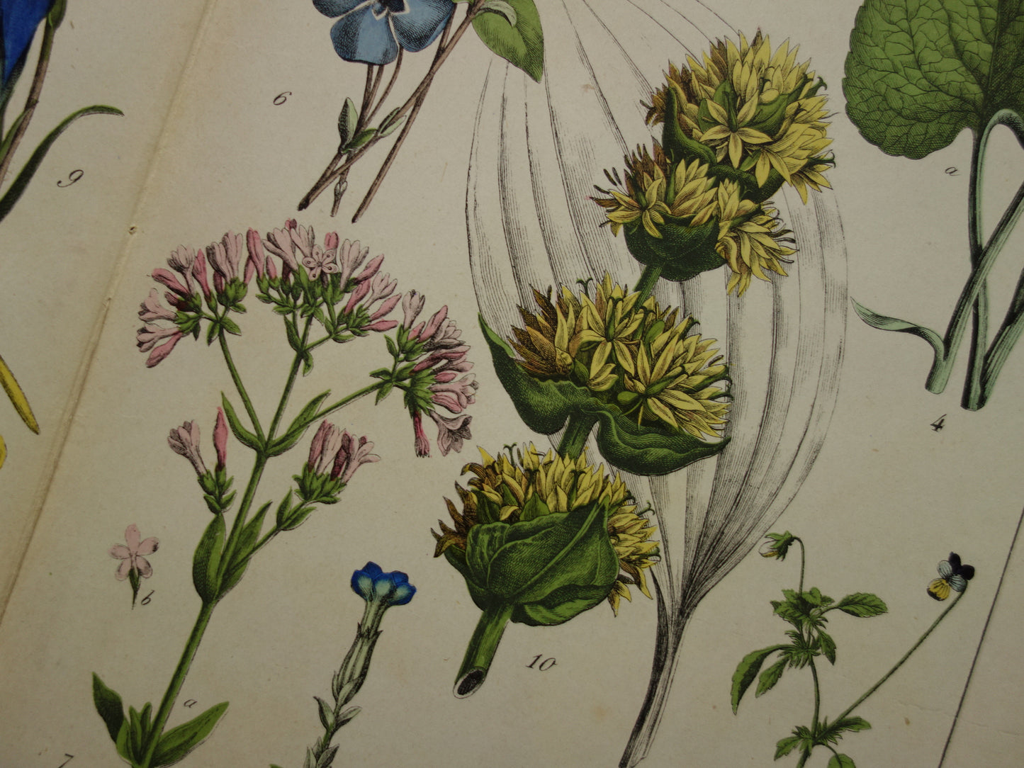 Oude Botanische Prent uit 1874 Gentiaan Mirte Druif Antieke Illustratie - Originele Vintage Bloemen Print